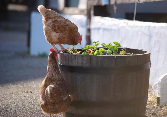 Rosefinch Sleeps 2 Persons-Private Hot Tub-Tranquil Holiday Away From It All Yet Not Far From St Austell- The Holiday Home Has One Bedroom, Living And Dining Area, Equipped Kitchen-Decking-Outdoor Furniture-Fishing Lakes-Non Pet Unit المظهر الخارجي الصورة